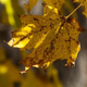Illustration for article titled Shooting Challenge: Fall Leaves Gallery